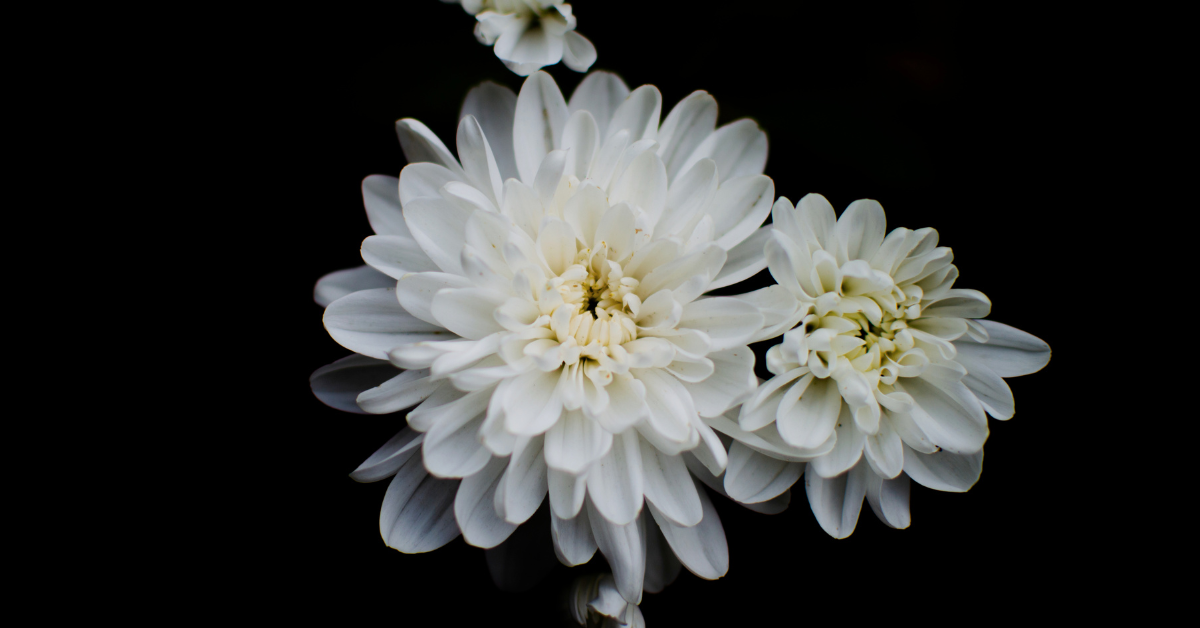 Black background with an image of a white flower