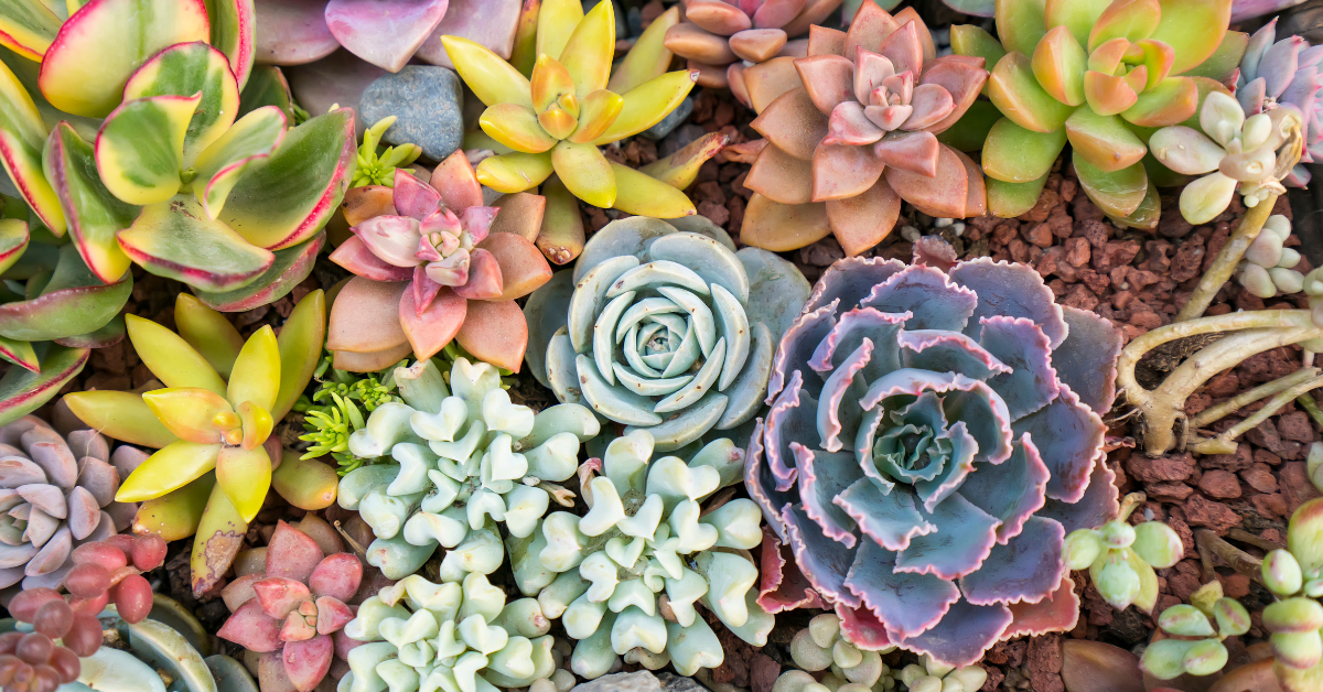 Many colored succulents